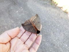 Lepidoptera