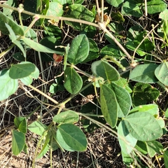 Macroptilium supinum