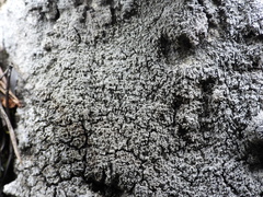 Pertusaria corallina