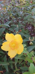 Hypericum × hidcoteense
