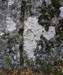 Pertusaria corallina