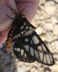 Hemileuca chinatiensis