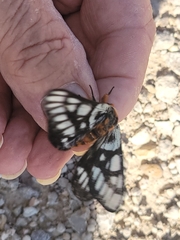 Hemileuca chinatiensis