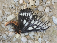 Hemileuca chinatiensis