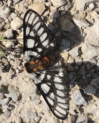 Hemileuca chinatiensis