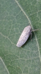 Curtara