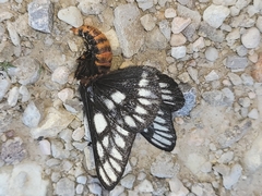 Hemileuca chinatiensis