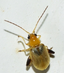 Longitarsus ochroleucus