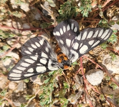Hemileuca chinatiensis