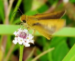 Phyla nodiflora nodiflora