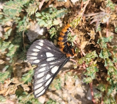Hemileuca chinatiensis