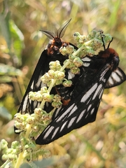 Hemileuca chinatiensis
