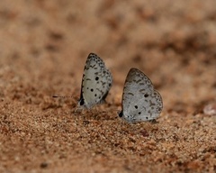 Megisba