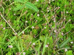 Phyla nodiflora nodiflora