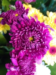 Chrysanthemum