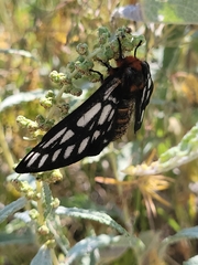 Hemileuca chinatiensis