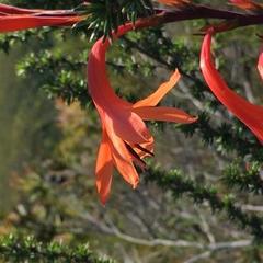 Watsonia fourcadei