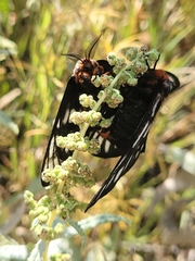 Hemileuca chinatiensis
