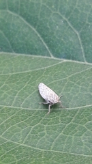 Curtara
