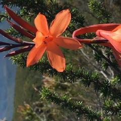 Watsonia fourcadei