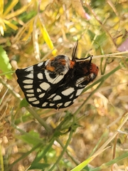Hemileuca chinatiensis
