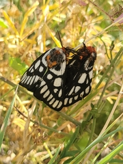 Hemileuca chinatiensis