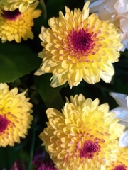 Chrysanthemum