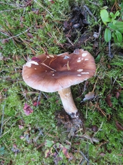 Tricholoma stans