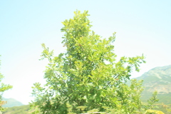 Quercus frainetto