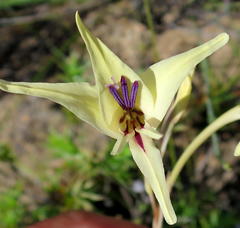 Gladiolus leptosiphon