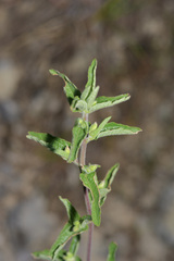 Brickellia cylindracea