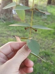 Eucalyptus cinerea