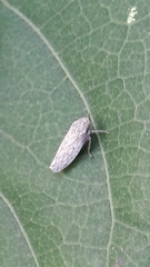 Curtara