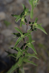 Brickellia cylindracea