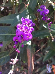 Hardenbergia