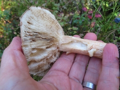 Tricholoma stans