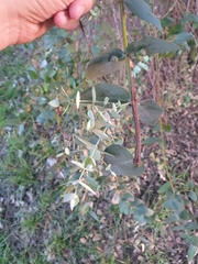 Eucalyptus cinerea