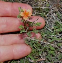 Jamesbrittenia aurantiaca