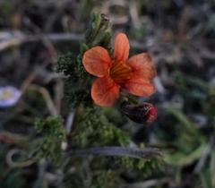 Jamesbrittenia aurantiaca