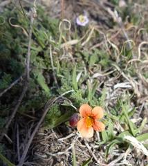 Jamesbrittenia aurantiaca