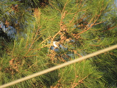 Xenopsaris albinucha