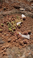 Phedimus stellatus