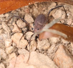 Hadrobunus maculosus