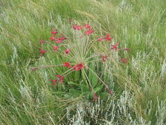 Brunsvigia undulata