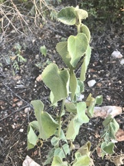 Allowissadula holosericea