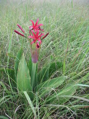 Brunsvigia undulata