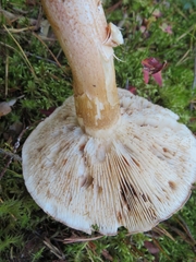 Tricholoma stans