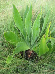 Brunsvigia undulata
