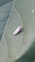 Curtara