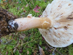 Tricholoma stans